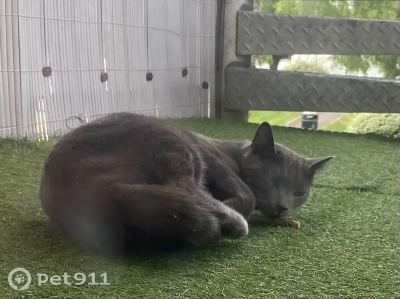 Chat gris chartreux trouvé à Caen - photo