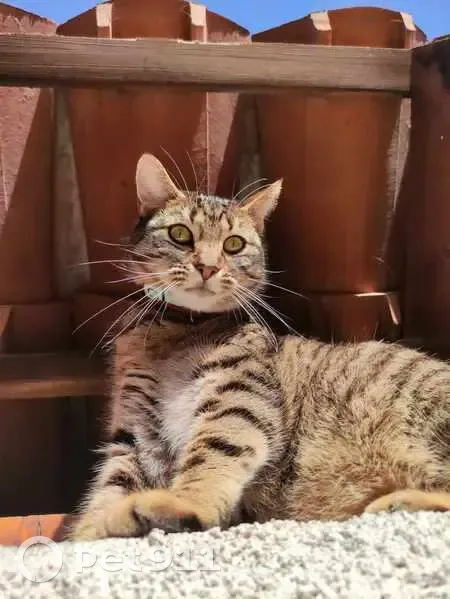 Chat perdu: Marron/noir, puce, col. - photo
