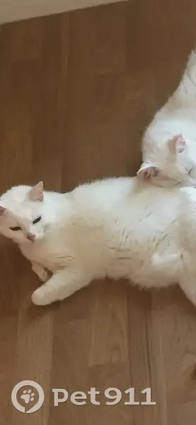 PERDUE: Yuki, chatte blanche - photo