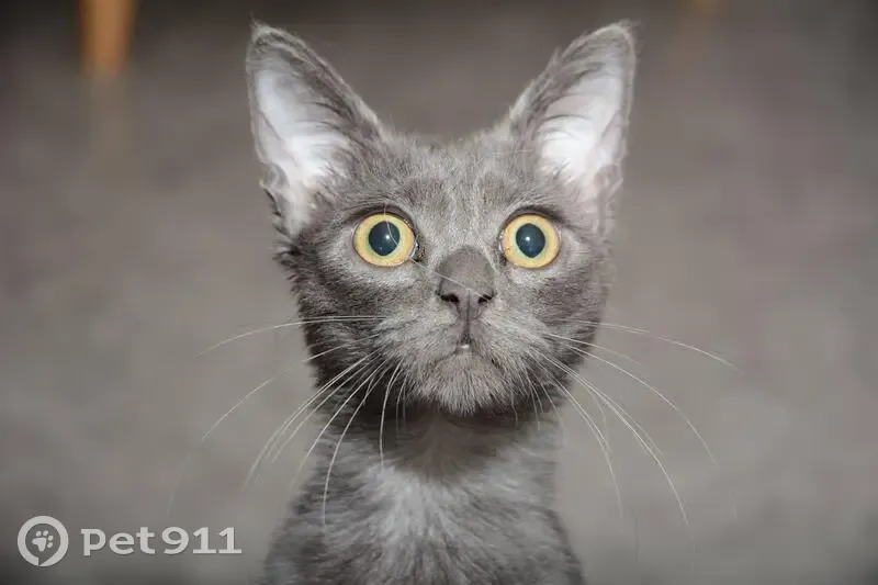 Chatte grise élancée disparue à Voinémont - photo