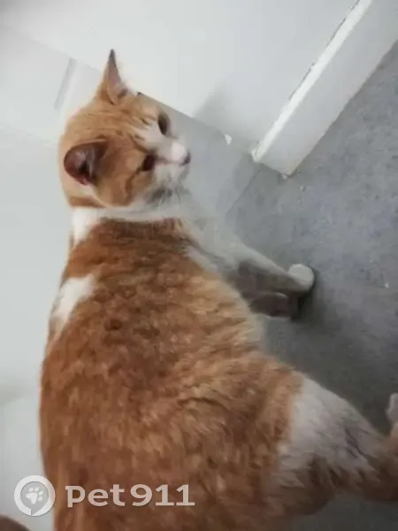 Chat roux et blanc perdu à Roubaix - photo