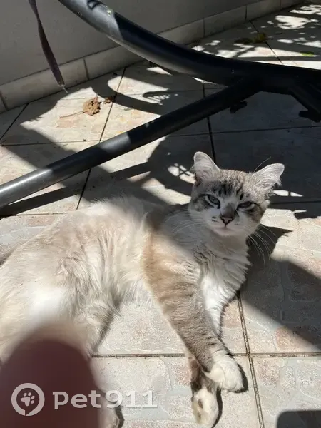 Chat gris-beige trouvé, Auterive - photo