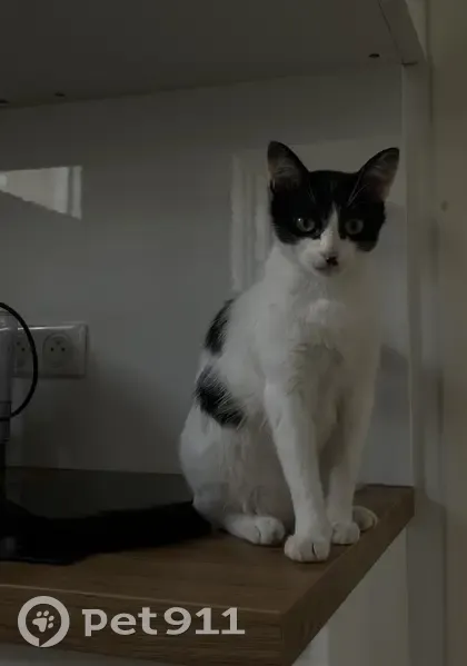 Chatte perdue à Bordeaux - photo