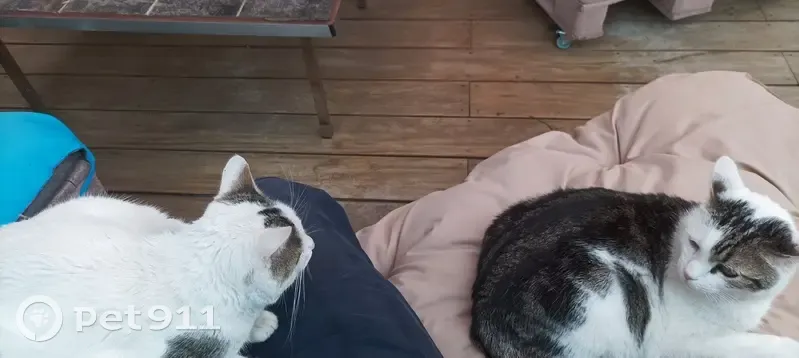 Chat jeune mâle perdu, Geispolsheim - photo