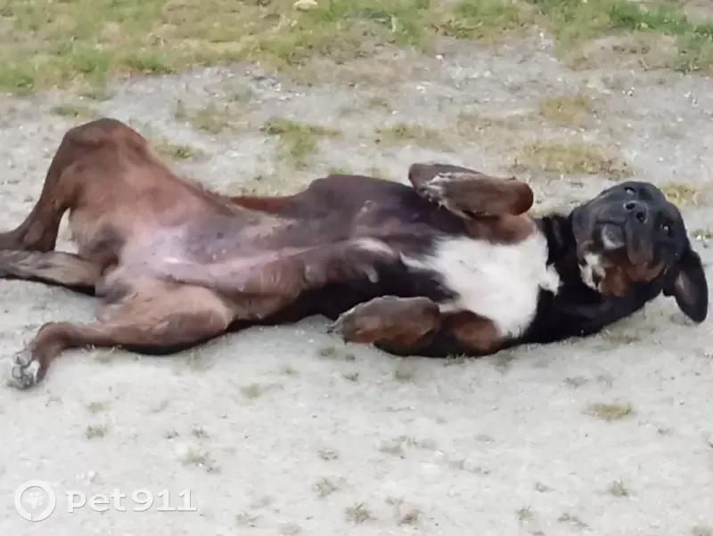 Beauceron blessé trouvé à Noyant - photo