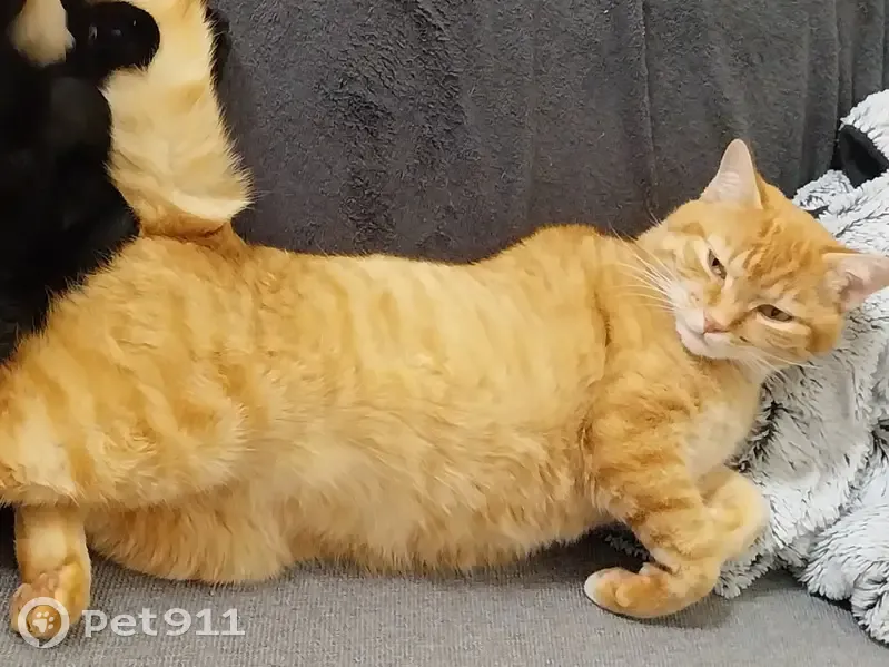 Chat Fripouille disparu à Commequiers - photo