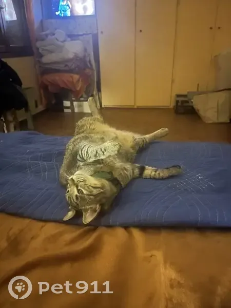 Chatte perdue à Marseille, pucée - photo