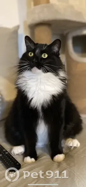 Chat européen perdu à Cadolive - photo