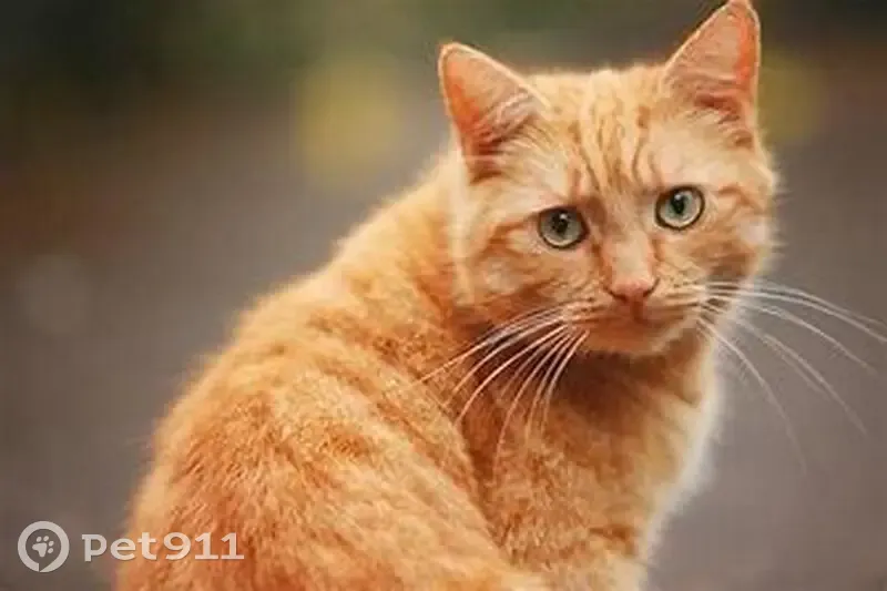 Chat roux perdu à Saint-Egrève - photo