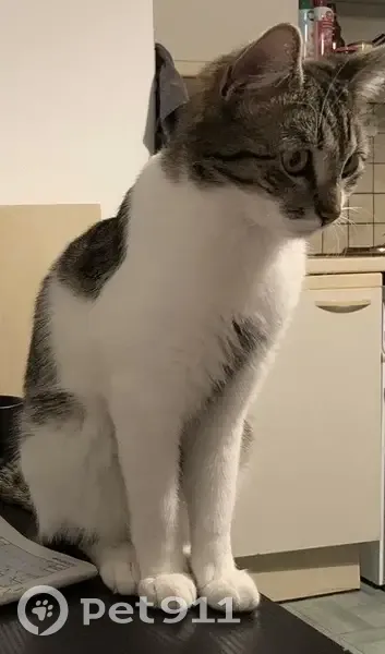 Chatte Crevette disparue à Finhan - photo
