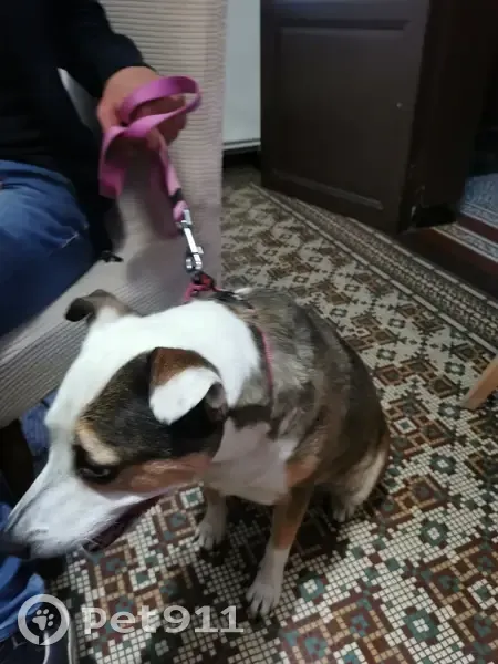 Chien trouvé à Marcq-en-Ostrevent - photo