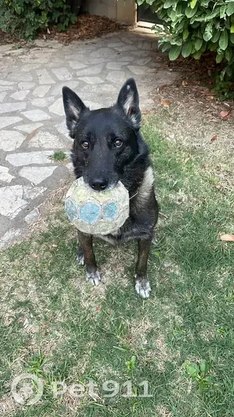 Loulou, Malinois perdu à Sommières - photo