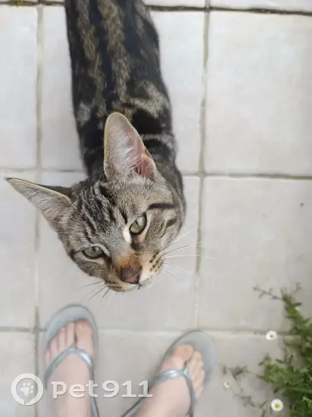 Chaton affectueux trouvé à Saint-Martin - photo