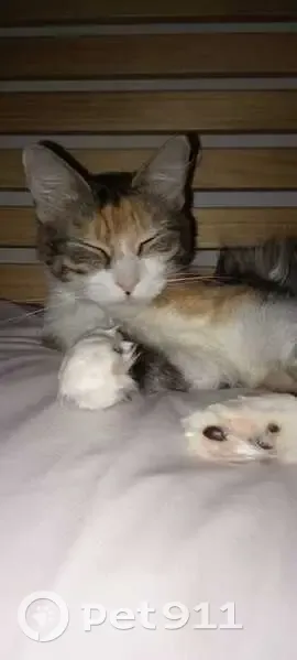 Chat Bella perdu à Tarbes - photo