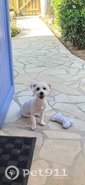 Perdu: Bichon nommé Flocon à Gruissan - photo
