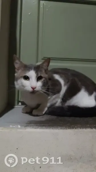Chat blanc tacheté trouvé à Angoulême - photo