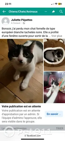 Chatte perdue à Bègles, aidez-nous! - photo