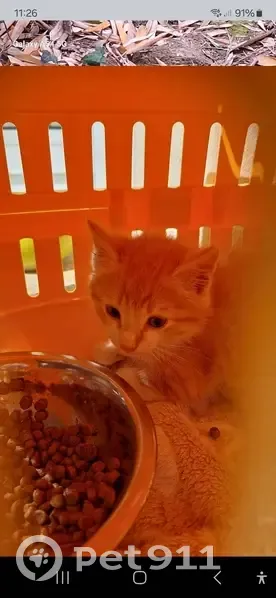 Chaton roux trouvé à Mesnard - photo