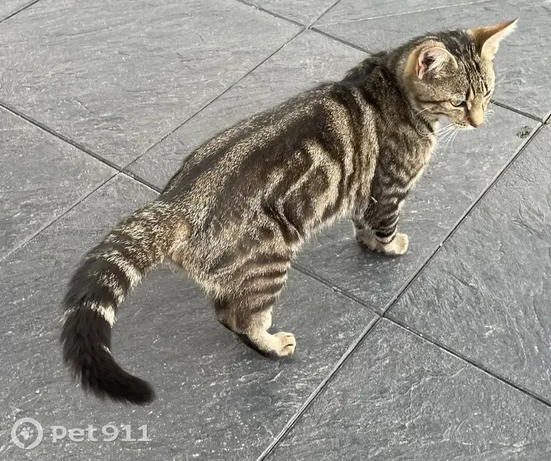 Chat perdu trouvé Grande Rue 19 - photo