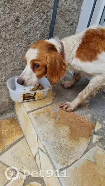 Chien tacheté trouvé à Ganac - photo