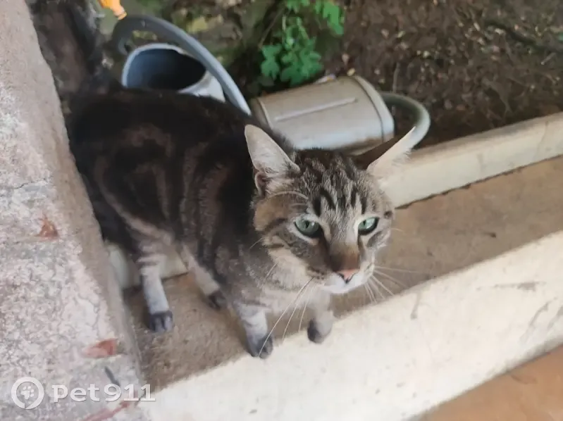 Chat errant à Mercuès, Rue Écluse - photo