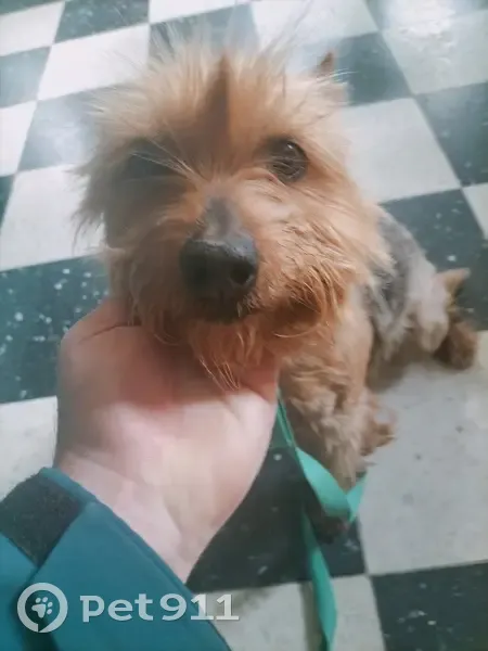 Chien croisé trouvé D38 Guissény - photo