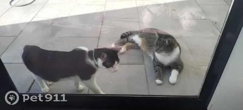 Chat noir et blanc perdu à Antilly - photo