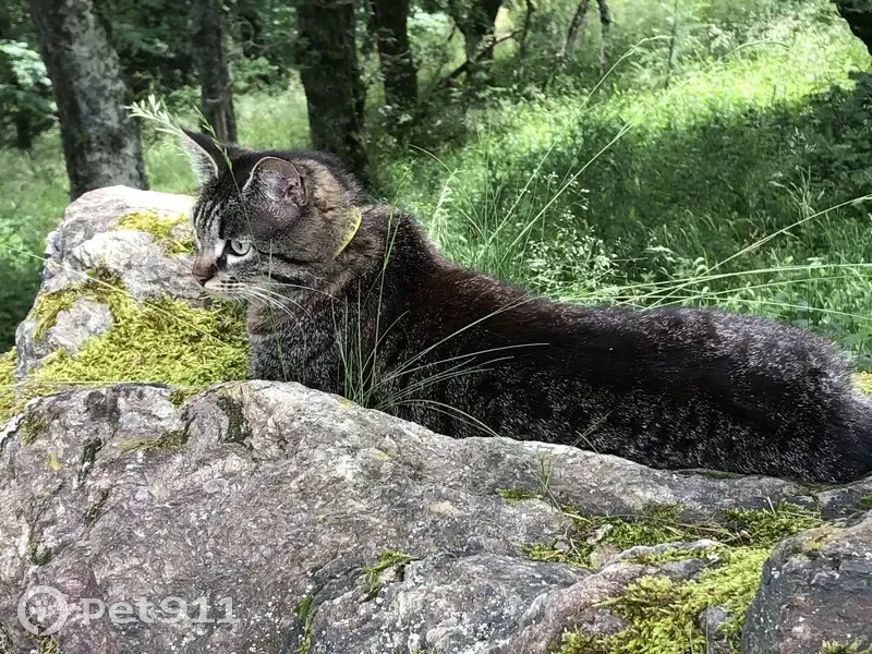 Chat tigré Laëtitia trouvé à St-Étienne - photo