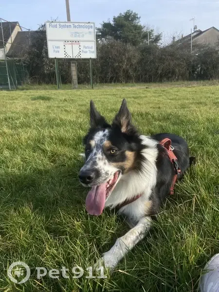Chien Border Collie Tino perdu - photo