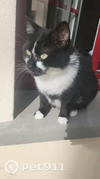 Chat noir et blanc perdu à Bannost - photo