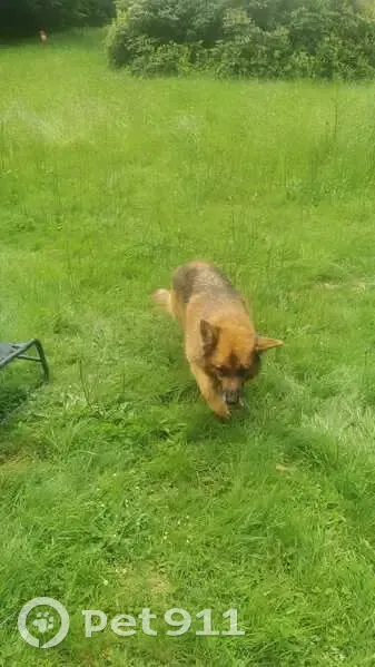 Chien retrouvé par chat miaulant - photo
