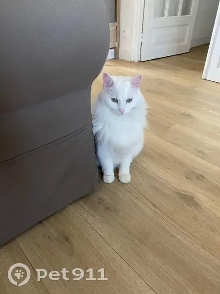Chat blanc aux yeux verts perdu - photo