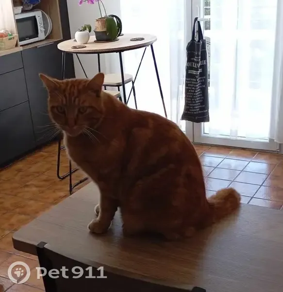 Chat roux nommé Guismo perdu - photo