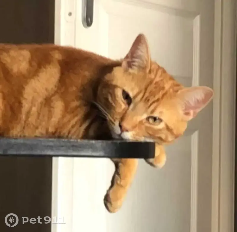 Chat disparu Garçon, Dijon (fl511468) - photo