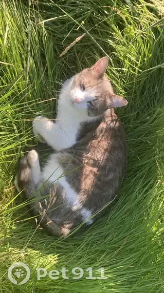Chat disparu Garçon, Bachy (fl511472) - photo