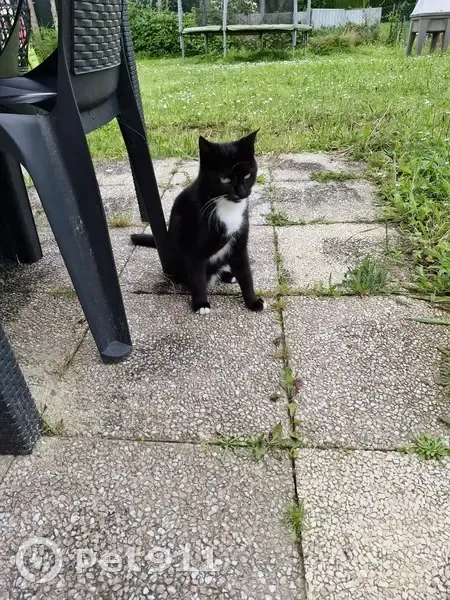 Chat trouvé, Reims (ff511475) - photo