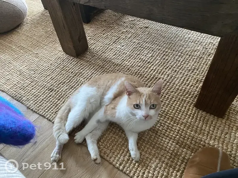 Chat trouvé Fille (ff511477) - photo