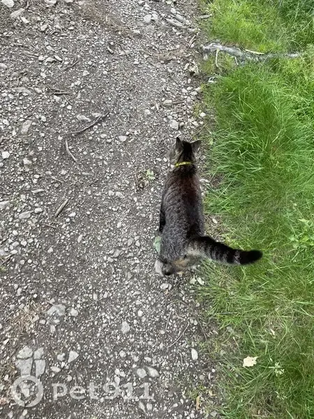 Chat trouvé Garçon, Saint-Étienne (ff511478) - photo