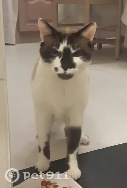 Chat disparu Garçon, Noisy-le-Sec (fl511479) - photo