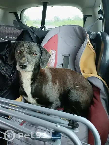 Chien trouvé Fille (ff511482) - photo