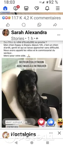 Chien disparu Garçon, Écully (fl511486) - photo
