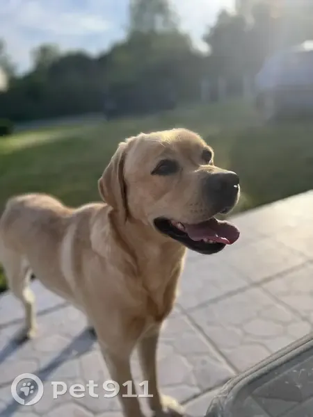 Chien disparu Garçon (fl511491) - photo