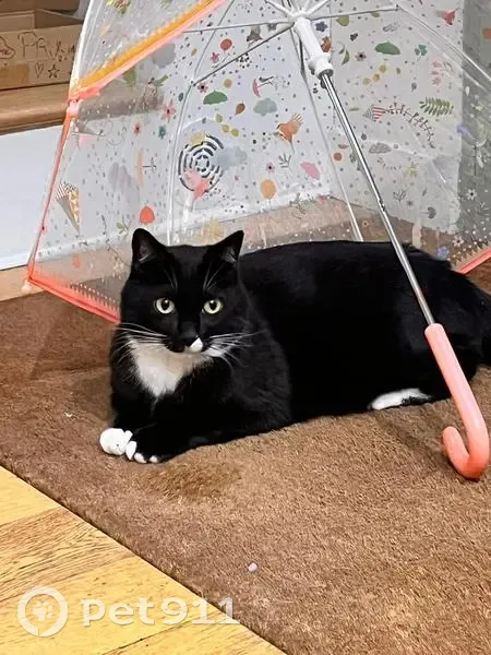 Chat disparu Garçon (fl511495) - photo