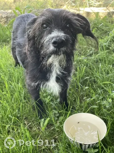 Chien trouvé (ff511507) - photo