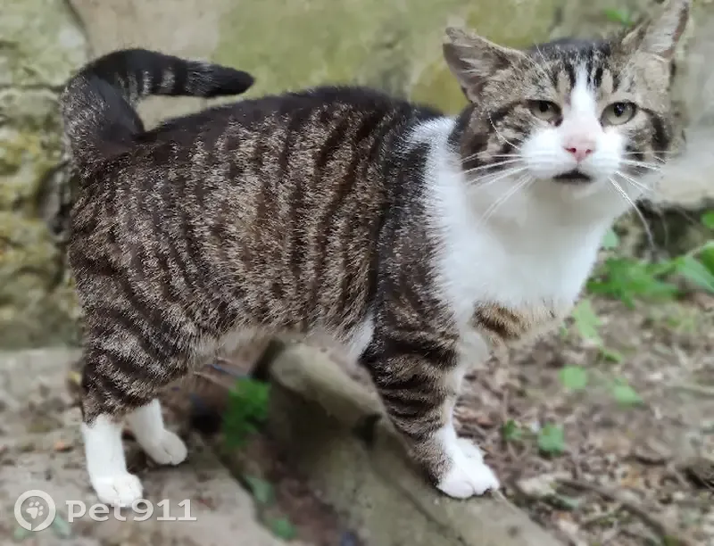 Chat trouvé (ff511524) - photo