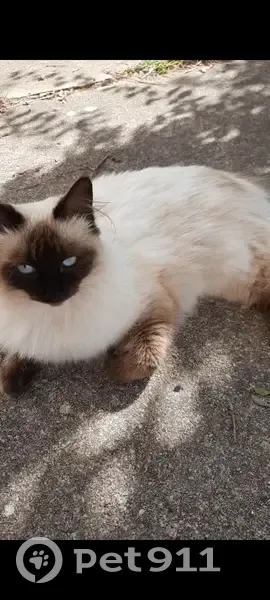 Chat disparu Fille (fl511526) - photo