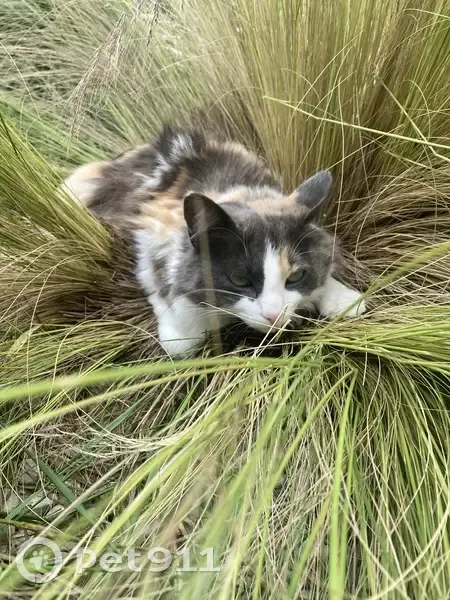 Chat disparu Fille, Puilboreau (fl511530) - photo