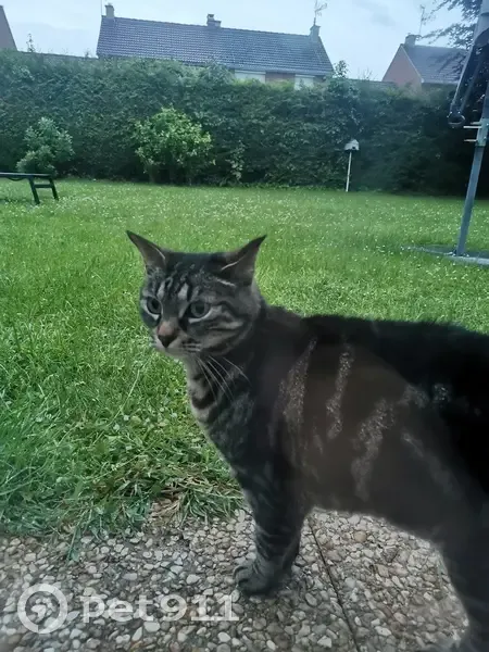 Chat trouvé, Proville (ff511533) - photo