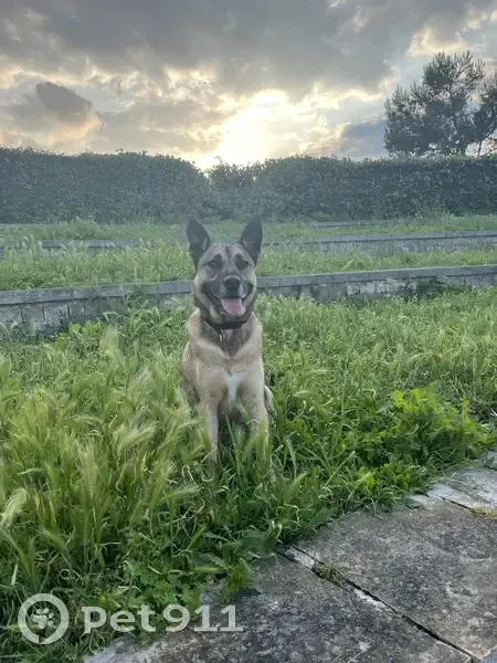 Chien disparu Garçon, Romans-sur-Isère (fl511537) - photo