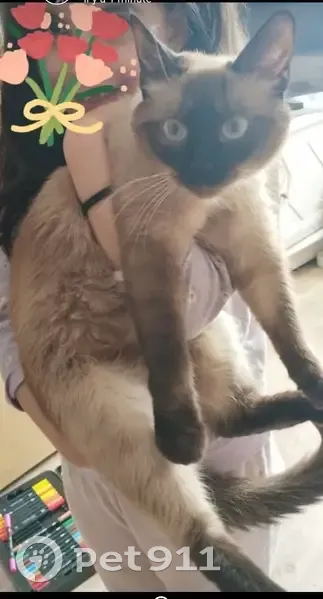 Chat disparu Fille, Pontault-Combault (fl511541) - photo